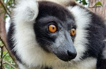 3 Days Visit of Andasibe National Park in Madagascar