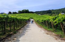 Half day Txakoli Wine and Getaria Tour