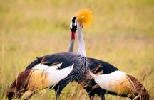 3 Days Exploring the Iconic Serengeti and Ngorongoro Crater