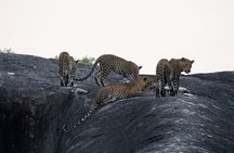 Yala National Park special Half-Day & Full-Day Safari Adventure 