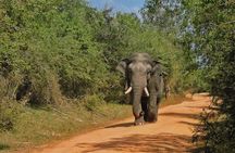 Yala National Park special Half-Day & Full-Day Safari Adventure 