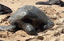 North Shore day,Waterfalls and Turtles Tour