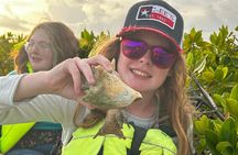 3hr Clear Kayak Tour of Mangroves, Marine Life and Iguanas