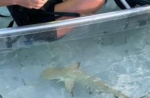 3hr Clear Kayak Tour of Mangroves, Marine Life and Iguanas