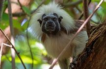 Into the Wild: A Volunteer Experience with Monkey Reintroduction