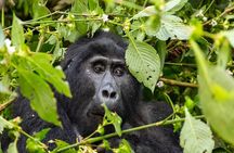 1 Day Uganda Gorilla Trekking at Mgahinga National Park