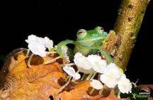 Sarapiqui Rainforest Night Walk : Wildlife & Adventure.