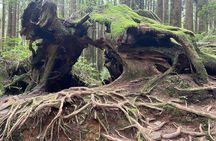 Alishan One Day Tour from Taichung