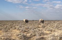2 Days Etosha Safari Guided Tour