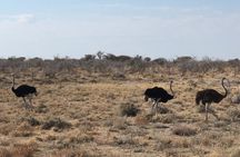 2 Days Etosha Safari Guided Tour