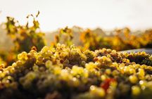 Prague Private Wine Tour