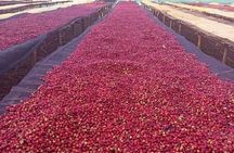 5 Days coffee Tour in Ethiopia