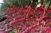 5 Days coffee Tour in Ethiopia