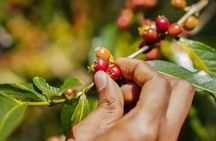 5 Days coffee Tour in Ethiopia