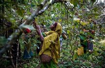 5 Days coffee Tour in Ethiopia