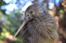 Twilight Wild Kiwi Bird Encounter Private Tour