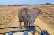 2 Days Tarangire and Ngorongoro Fly in From Zanzibar
