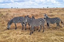 2 Days Tarangire and Ngorongoro Fly in From Zanzibar