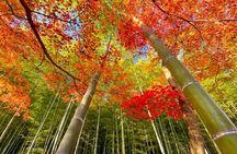 Afternoon Arashiyama Bamboo Forest & Monkey Park Kyoto Bike Tour