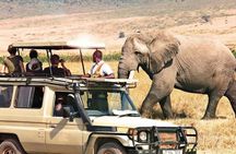 Full Day Private Ngorongoro Crater Safari starting in Arusha