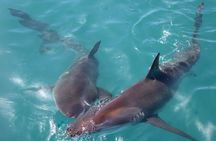 Shark Cage Diving with Return Transport from Hermanus