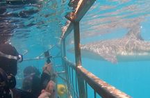 Shark Cage Diving with Return Transport from Cape Town