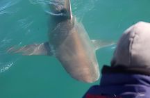 Shark Cage Diving with Return Transport from Hermanus