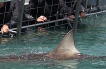 Shark Cage Diving with Return Transport from Cape Town