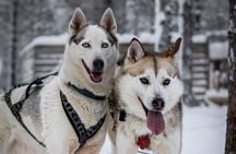 8-10km Husky Ride in the Taiga and Visit other farm animals