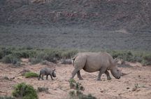 Big 5 Aquila Safari Full Day Tour and Lunch