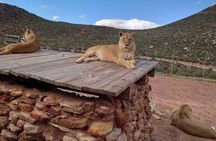 Big 5 Aquila Safari Full Day Tour and Lunch