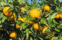 All-Inclusive Jeju East Tour with Lunch and Tangerine Picking
