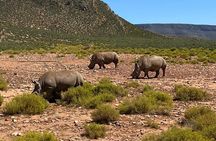 Cape Town Full Day Big 5 Game Reserve Safari with Lunch