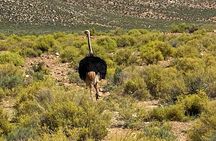 Cape Town Full Day Big 5 Game Reserve Safari with Lunch