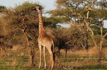 5 Days Suricata Honeymoon Experience