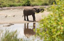 3 Days Tarangire Lake Manyara and Ngorongoro Mid-Range Safari