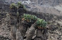 Lemosho Route 7 Days Trekking at Mount Kilimanjaro