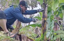 Big Island Jungle Tour with Banana and Guava Green Tea
