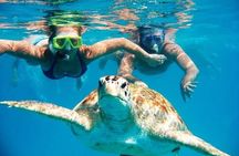 Tour to the best beaches; snorkel with fish and turtles 