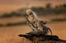 5 Days Mid-Range Group Safari with Accommodation 