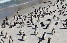 Full-Day Cape of Good Hope, Chapman's Peak Drive with Penguins