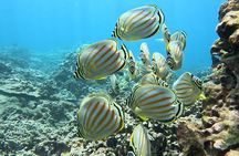Unlimited Guided Snorkeling Tour for Beginners Plus