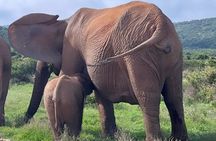 Port Elizabeth Addo Elephant National Park All Inclusive Safari