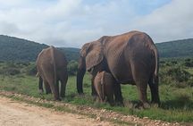 Port Elizabeth Addo Elephant National Park All Inclusive Safari