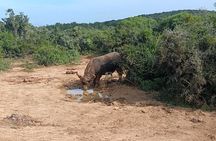Port Elizabeth Addo Elephant National Park All Inclusive Safari