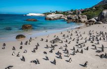Cape of Good Hope and Penguin Beach Tour in Cape Town 