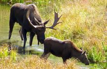 Full Day Private “Pet Friendly” Yellowstone Tour From Cody Wyo!