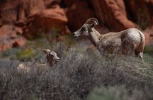 Valley of Fire Guided Hiking Tour and Mojave Desert Adventure