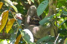 Guided Tour in Manuel Antonio National Park!
