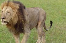 Afternoon Game Drive Nairobi National Park